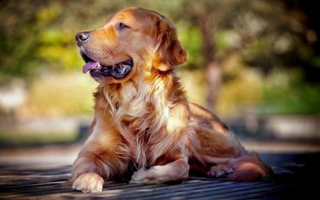 5 objetivos en el adiestramiento de tu perro