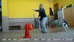 Reto del mes #1: enseñar al perro a rodear un objeto a distancia Reto del mes #1: enseñar al perro a rodear un objeto a distancia