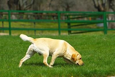 El efecto terapéutico del olfato en perros