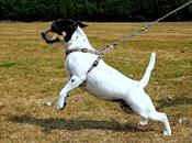 Estímulos descontrol durante paseo