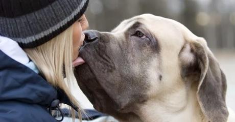 Consejos caninos 'Ene 2014' Consejos caninos 'Ene 2014'