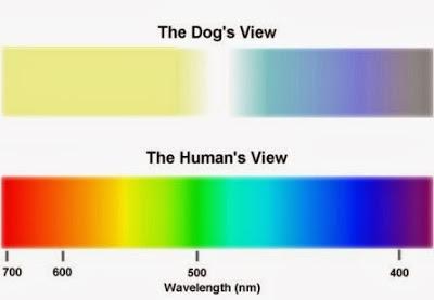 La perspectiva visual de tu perro