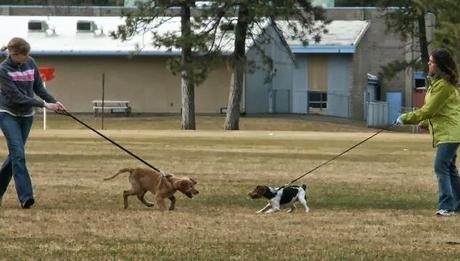 Estímulos y descontrol durante el paseo, 2ª parte
