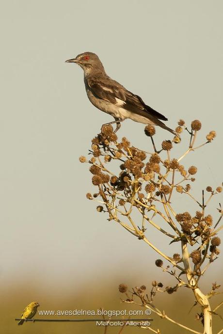 Monjita gris (Gray Monjita) Xolmis cinereus