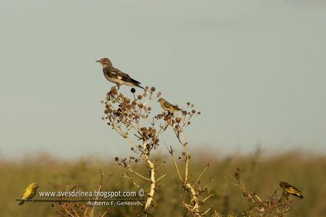 Monjita gris (Gray Monjita) Xolmis cinereus