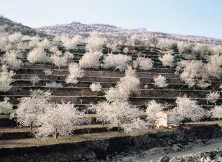 La floración en el Valle del Jerte anuncia la primavera y las mejores cerezas