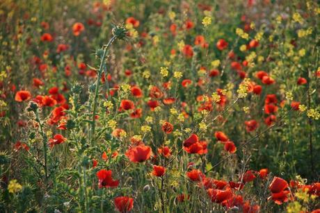 BIENVENIDA, PRIMAVERA!!!