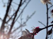 Bienvenida Primavera