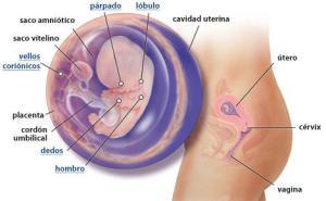 Imagen tomada de babycenter