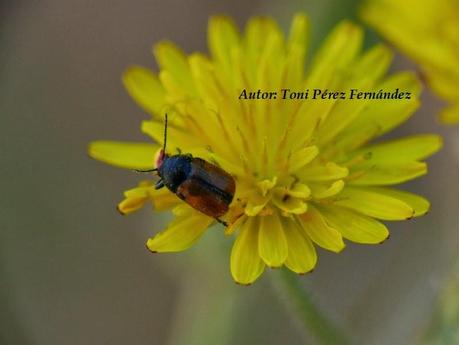 Cryptocephalus rugicollis Olivier, 1891