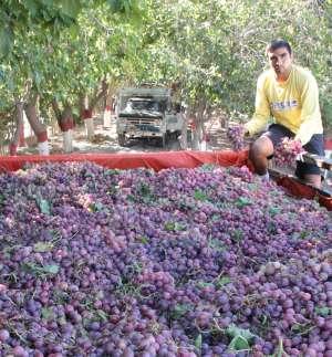 Operativo mosto: cae ampliación por suba de precios