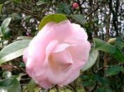 Poemas enviados concurso "Nuestra Musa, Camelia"