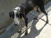 Murfi galgo abandonado hace semana. (murcia)