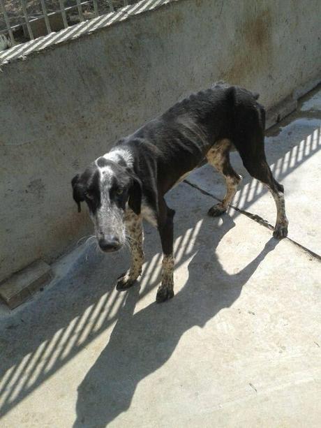 MURFI GALGO ABANDONADO HACE UNA SEMANA. (MURCIA)
