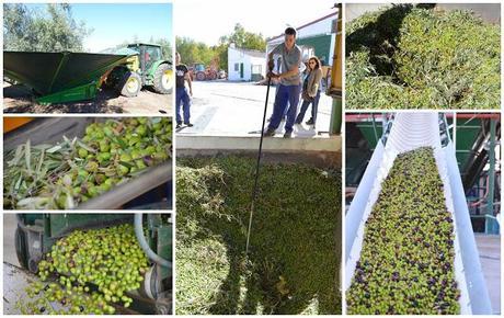 Viaje a los primeros Virgenes Extra de la @DOSierraMágina #aovetrip