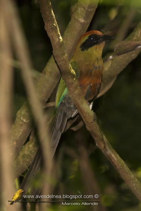 Yeruvá (Rufous-capped Motmot) Baryphthengus ruficapillus