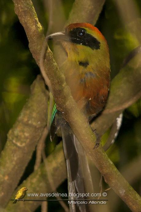 Yeruvá (Rufous-capped Motmot) Baryphthengus ruficapillus