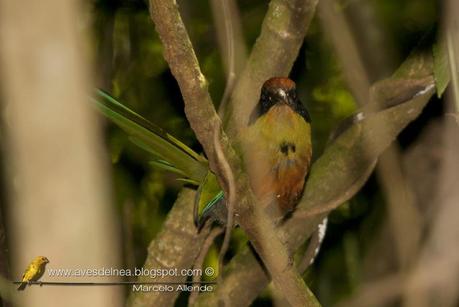 Yeruvá (Rufous-capped Motmot) Baryphthengus ruficapillus