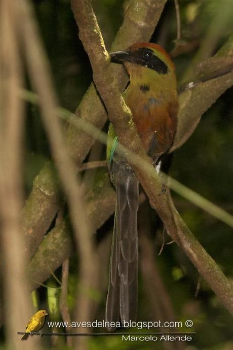 Yeruvá (Rufous-capped Motmot) Baryphthengus ruficapillus