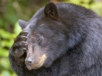 Pre-pedidos de esta semana,una opinión(El Hobbit.Aviso:Spoilers)