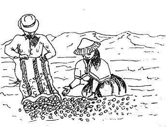 agricultura andina