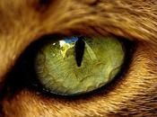 ¿Por gatos tienen pupilas 'rasgadas'?