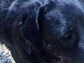 Labradora herida abandonada cachorros urgentes cordoba