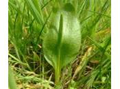 Lengua serpiente, hierba