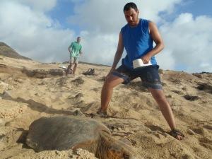 Impresiones tortugueras