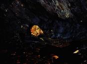 Robin Friend Fotografías