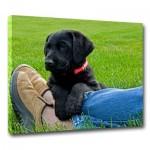 HolaLienzo fabricante de impresiones sobre lienzo