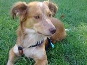 COCO. tamaño pequeño, añito. Madrid