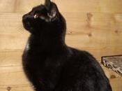 Sos!! gratificará ayuda para localizar málaga gatos perdidos adoptados esperanza felina gratificará!!