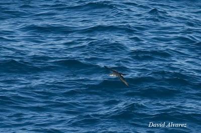 Buen paso de pardelas y charranes