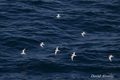 Buen paso de pardelas y charranes