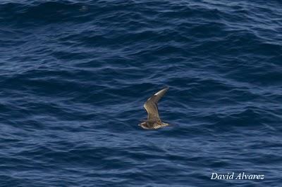 Buen paso de pardelas y charranes