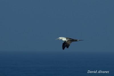Buen paso de pardelas y charranes