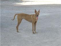 Podenca a punto de caer en manos de cazadores ( puede ser Ara)