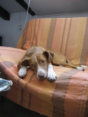 MADRID!!! Richy podenco de dos añitos busca un nuevo hogar, ADOPCION