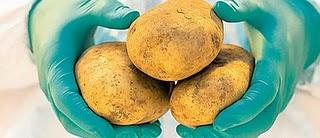 Con ultrasonido en Japón aumentan los antioxidantes de la patata