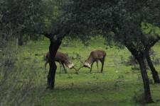La berrea del ciervo