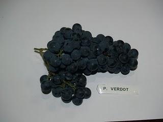 CATA DE UVAS EN HERETAT DE CESILIA