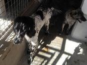 OKER! Precioso Setter Inglés fecha SACRIFICIO!!