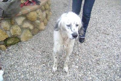 TERRY, SETTER DE 1 AÑO. NADIE PREGUNTA POR EL.