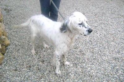 TERRY, SETTER DE 1 AÑO. NADIE PREGUNTA POR EL.