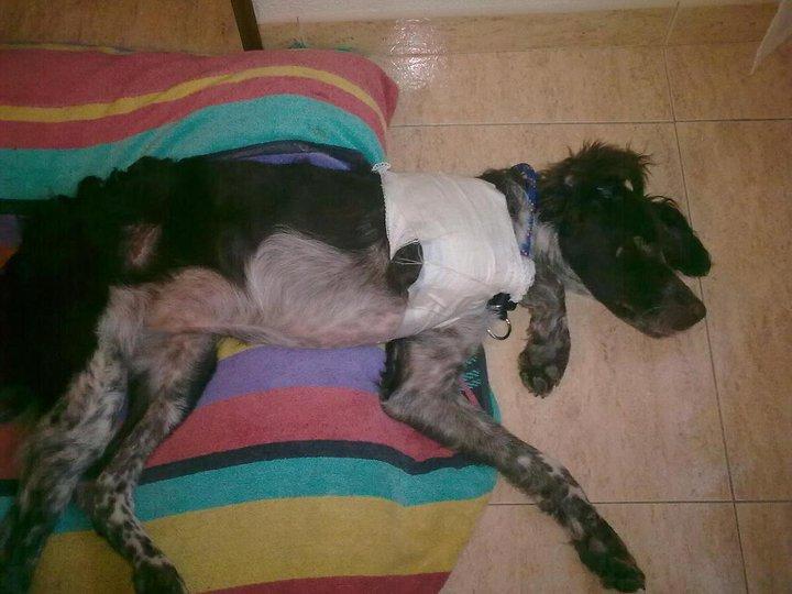 Tara una bretona rescatada herida de un carretera