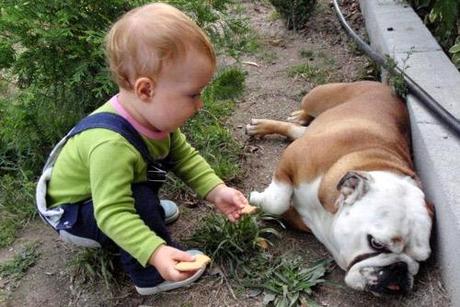 Programa de Prevención de Ataques de Perros