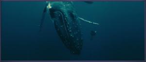 Nueva entrada “Océanos”