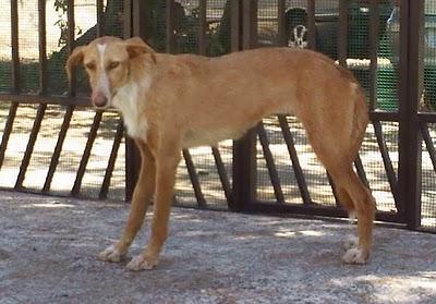 JENY, podenquita asustada perdida en Reus, Tarragona