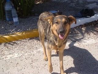 Hola soy nana y me han abandonado (MURCIA)